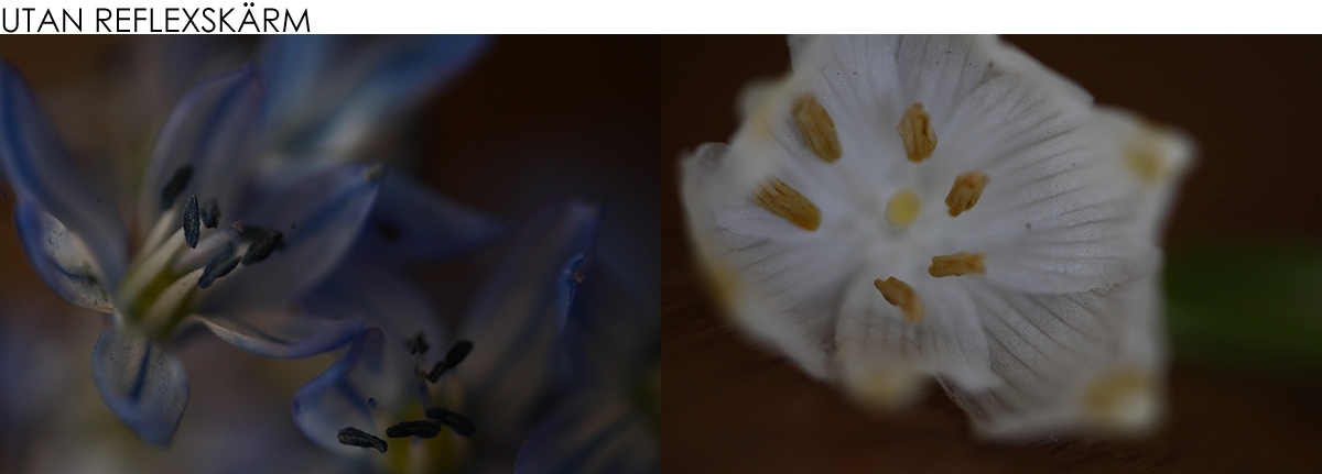 Blomma fotograferad utan Reflexskärm